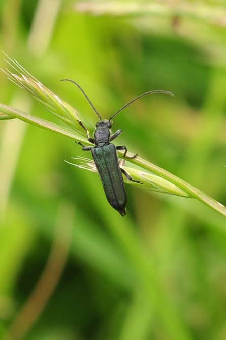Aiuto per classificarlo: Anogcodes sp. (Oedemeridae)